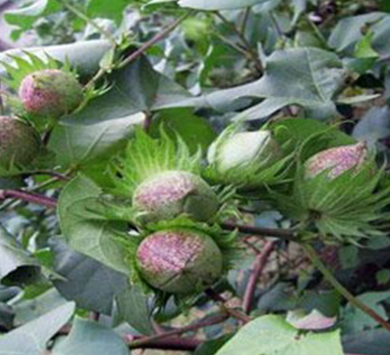 �A��2̖-�޻��N��-�����r(n��ng)�I(y��)