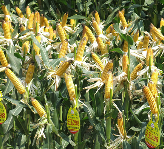 ����298-���׷N��-����N�I(y��)