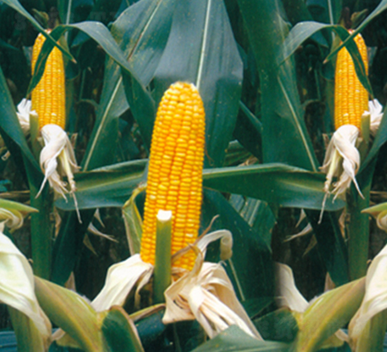 ����6̖(h��o)-���׷N��-����N�I(y��)