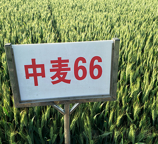 ����66-С���N��-����N�I(y��)