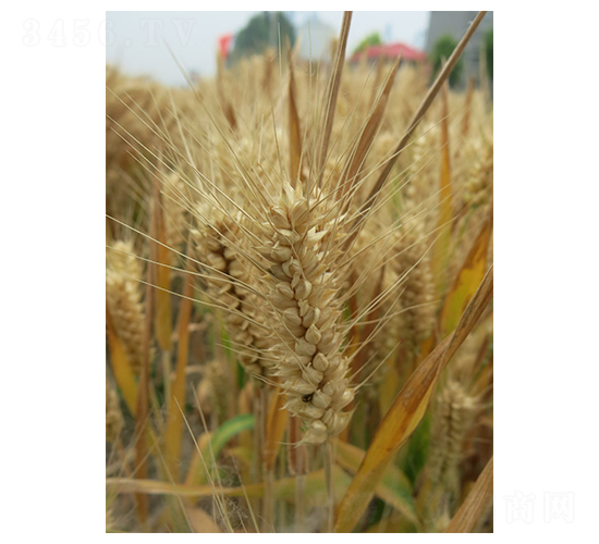 ����803-С���N��-����N�I(y��)