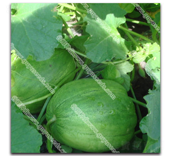 ������̖(h��o)���-��ϷN��-����N�I(y��)