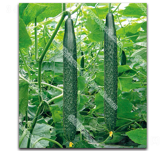 ����07-1�S��-�S�ϷN��-����N�I(y��)