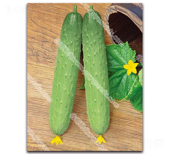 ��������S��-�S�ϷN��-����N�I(y��)