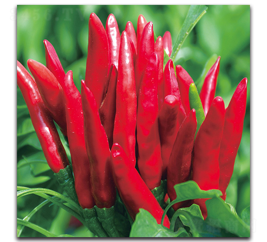 ����1010����-�����N��-����N�I(y��)