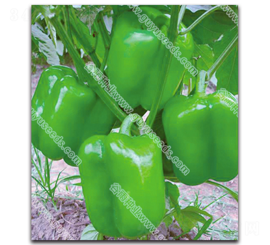 ����9051��-�����N��-����N�I(y��)