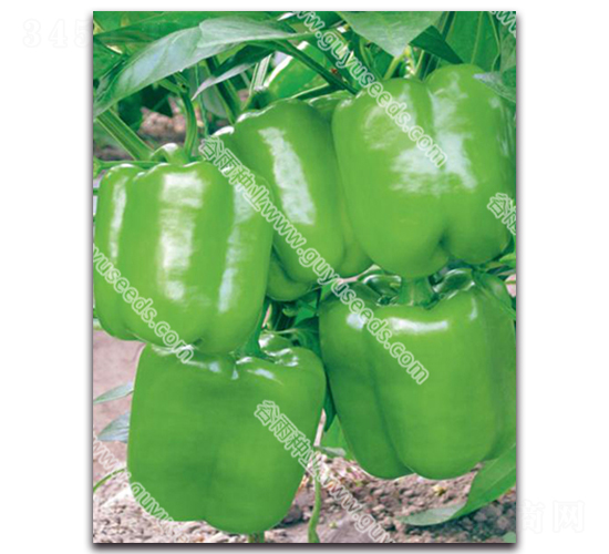 ����9050��-�����N��-����N�I(y��)