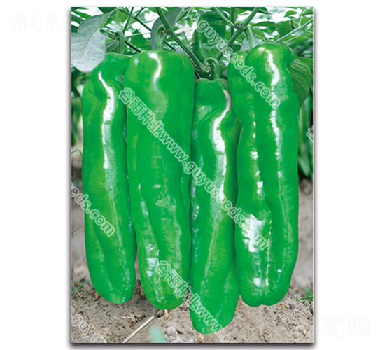 ����5050����-�����N��-����N�I(y��)