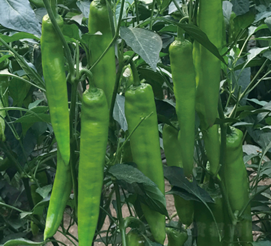 ���N9091����-�����N��-����N�I(y��)