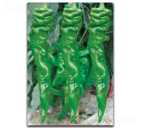 ���D7051����-�����N��-����N�I(y��)