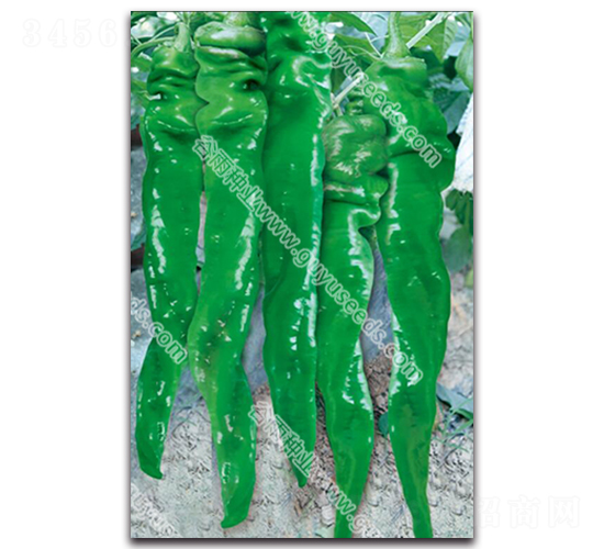 ���D7050����-�����N��-����N�I(y��)