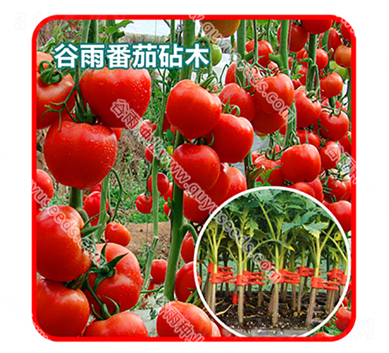 ���귬����ľһ̖(h��o)-���ѷN��-����N�I(y��)