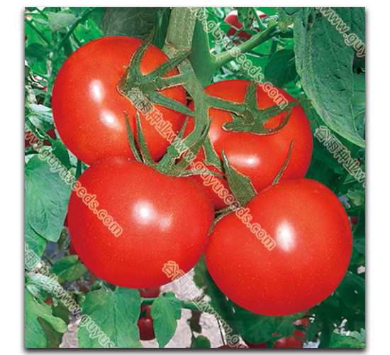 �ɼtһ̖����-���ѷN��-����N�I(y��)