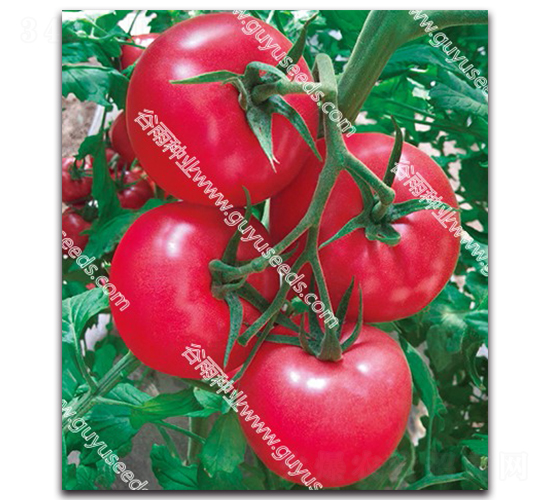 ����������̖-���ѷN��-����N�I(y��)