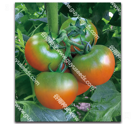 �������۶�̖-���ѷN��-����N�I(y��)