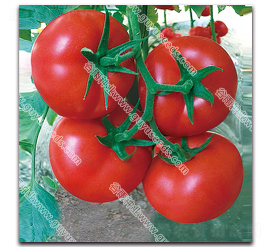 ����׿����̖-���ѷN��-����N�I(y��)