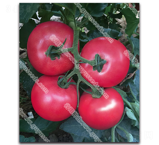 ����������̖-���ѷN��-����N�I(y��)