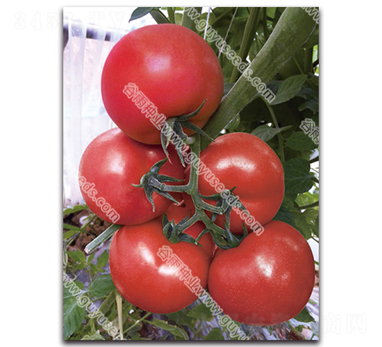 ����������̖-���ѷN��-����N�I(y��)