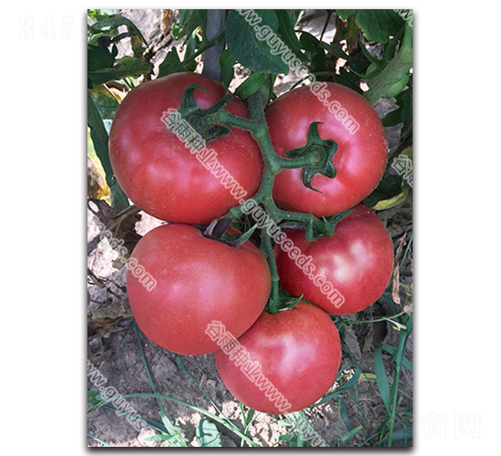 ��������һ̖-���ѷN��-����N�I(y��)