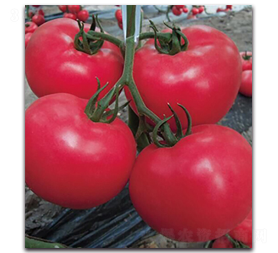 �����쌚��̖-���ѷN��-����N�I(y��)