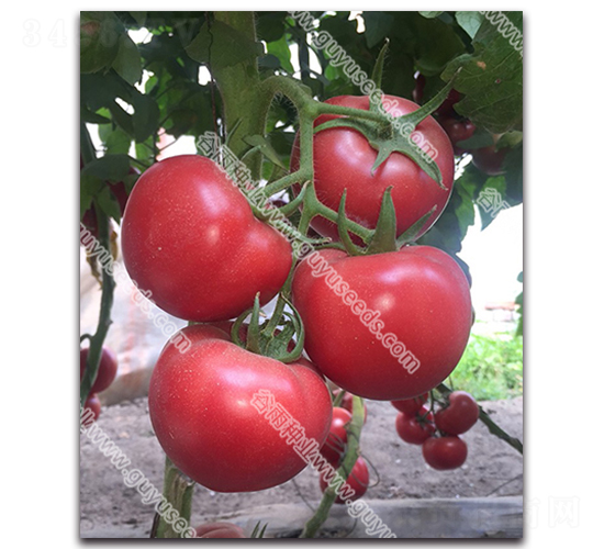 �����쌚��̖(h��o)-���ѷN��-����N�I(y��)