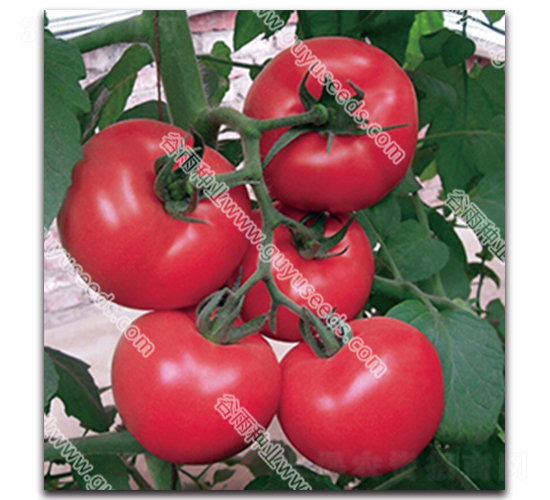 �����쌚338-���ѷN��-����N�I(y��)