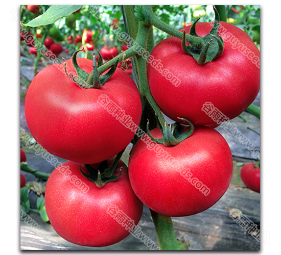 �������n585-���ѷN��-����N�I(y��)