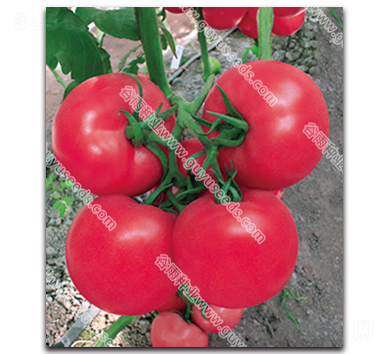 �������n595-���ѷN��-����N�I(y��)