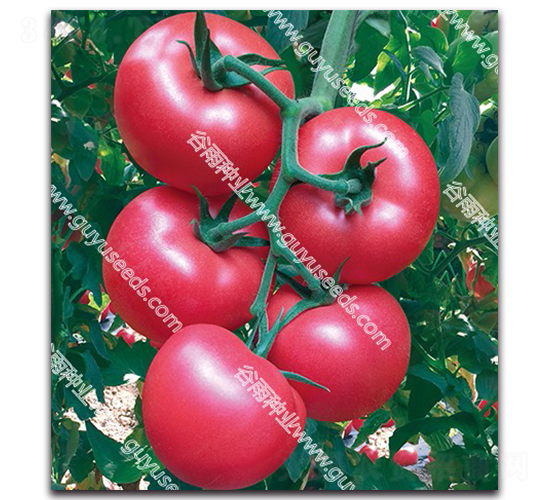 �������n��̖-���ѷN��-����N�I(y��)