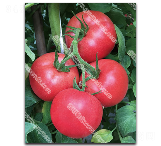 �������n��̖(h��o)-���ѷN��-����N�I(y��)