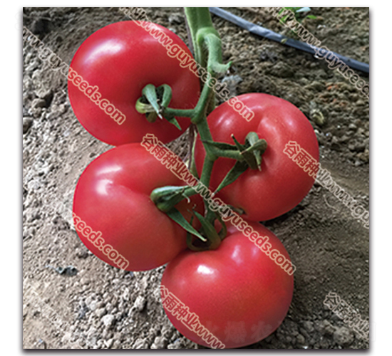 �������n��̖-���ѷN��-����N�I(y��)