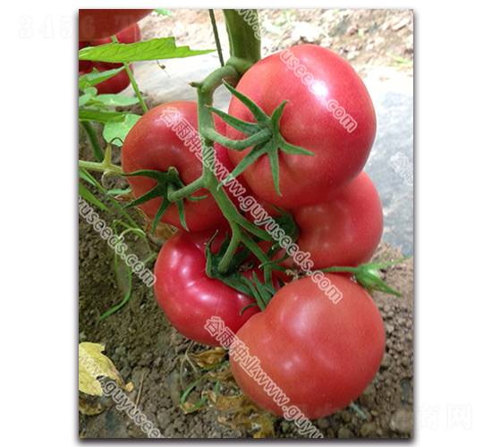 �������nһ̖-���ѷN��-����N�I(y��)