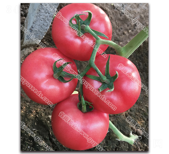 ����׿�۶�̖-���ѷN��-����N�I(y��)