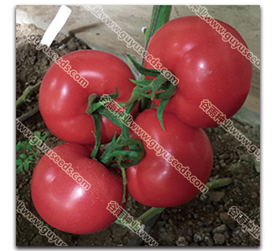 ����������̖-���ѷN��-����N�I(y��)