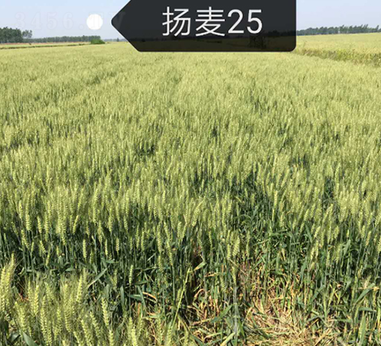 �P��25-С���N��-ϲ����