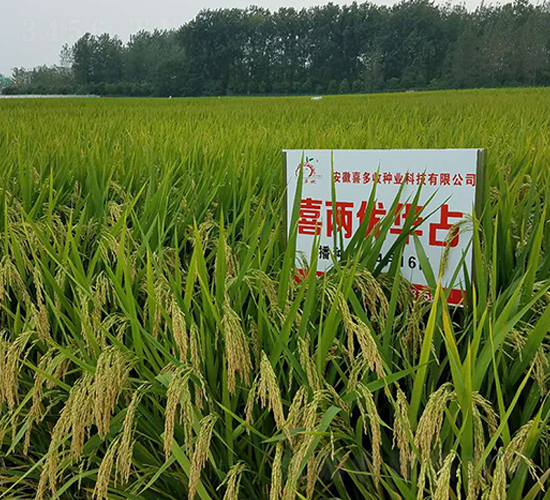 ϲ�Ƀ�(y��u)�Aռ-ˮ���N��-ϲ����