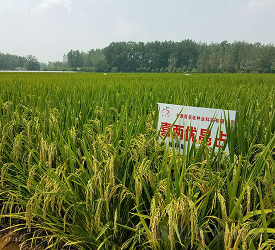 ϲ�Ƀ�(y��u)��ռ-ˮ���N��-ϲ����