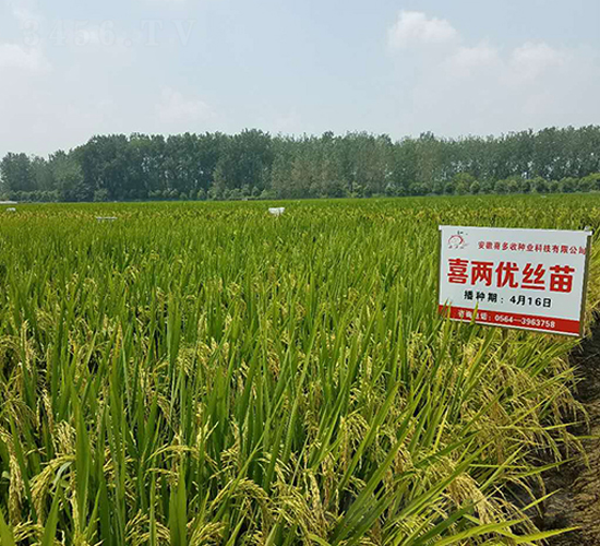 ϲ�Ƀ�(y��u)�z��-ˮ���N��-ϲ����