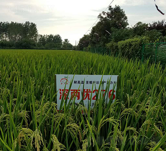 ��Ƀ�(y��u)276-ˮ���N��-ϲ����