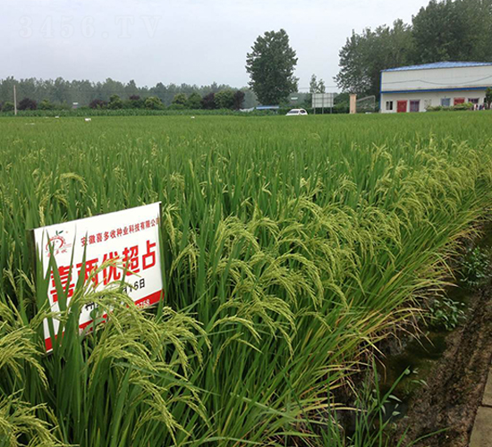 ϲ�Ƀ�(y��u)��ռ-ˮ���N��-ϲ����