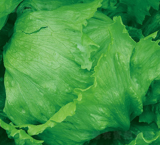 ����-���˷N��-�ݠ���