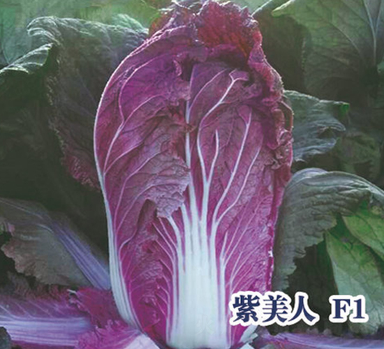 �����˰ײ�-�ײ˷N��-ʥ�A���S