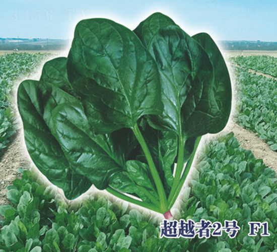 ��Խ��2̖F1-���˷N��-ʥ�A���S