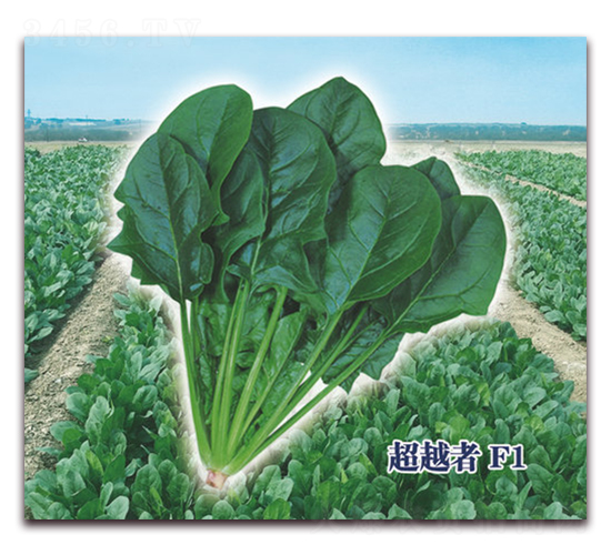 ��Խ��F1-���˷N��-ʥ�A���S