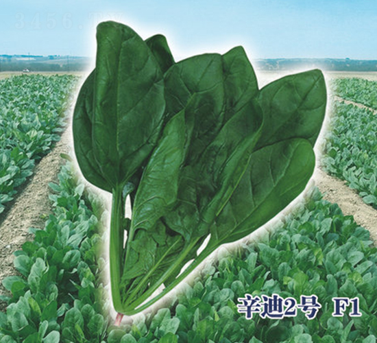 ����2̖F1-���˷N��-ʥ�A���S