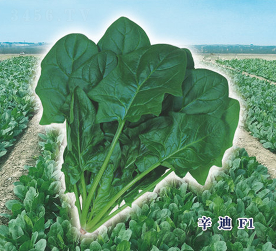 ����F1-���˷N��-ʥ�A���S