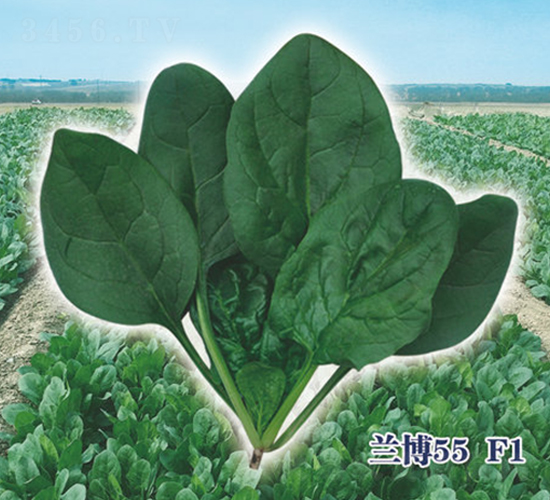 �m��55F1-���˷N��-ʥ�A���S