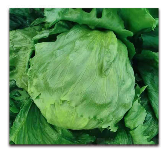 ���ǣ�IT-01��-���˷N��-ʥ�A���S