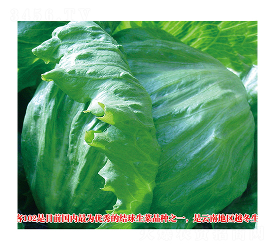 ���ͣ�102��-���˷N��-ʥ�A���S