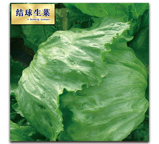 ���֣�101��-���˷N��-ʥ�A���S